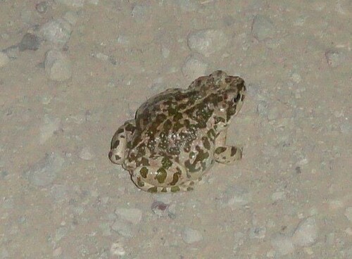 Swat Green Toad