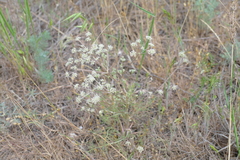Trinia hispida