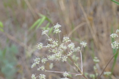 Trinia hispida