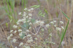 Trinia hispida