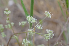 Trinia hispida