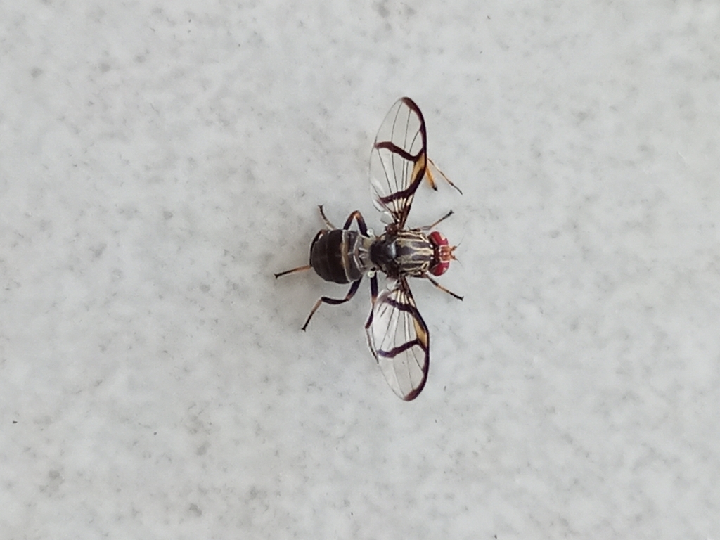 Neomyennis appendiculata