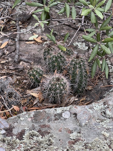 Echinocereus arizonicus