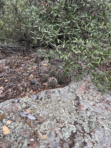 Echinocereus arizonicus