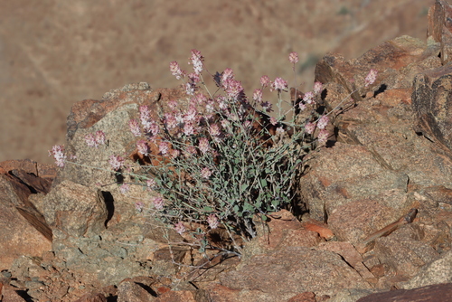 Image of Hermannia stricta by (c) Tony Rebelo, some rights reserved (CC BY-SA)