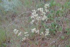 Trinia hispida