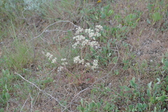 Trinia hispida
