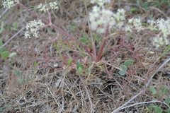 Trinia hispida