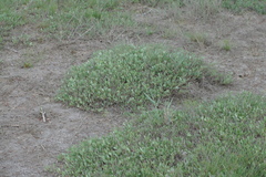 Atriplex verrucifera