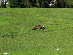 Iguana iguana