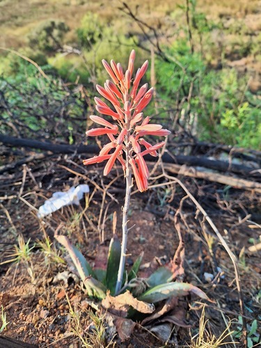 Aloe verdoorniae