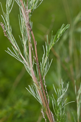 Artemisia marschalliana