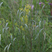 Artemisia marschalliana - Photo (c) Kutushev Radik,  זכויות יוצרים חלקיות (CC BY-NC)