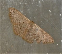 Idaea eretmopus