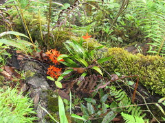 Prosthechea vitellina