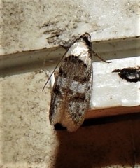 Scatochresis innumera