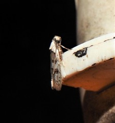 Scatochresis innumera