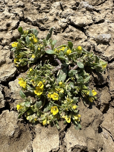 Debeque Phacelia (Phacelia scopulina)