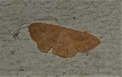 Perixera griseata