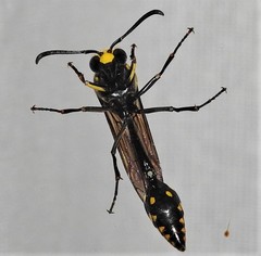 Phimenes arcuatus