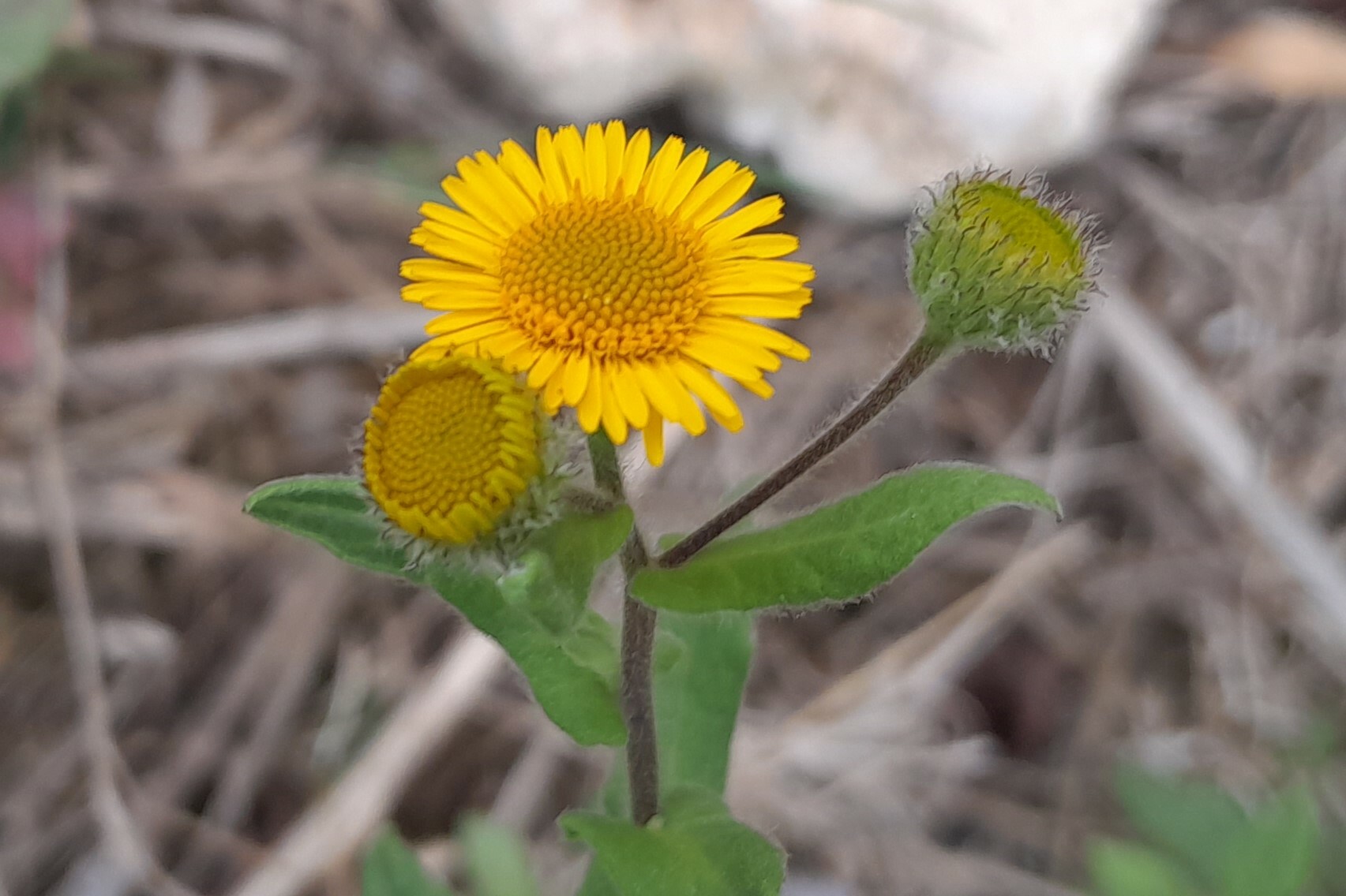 Pulicaria