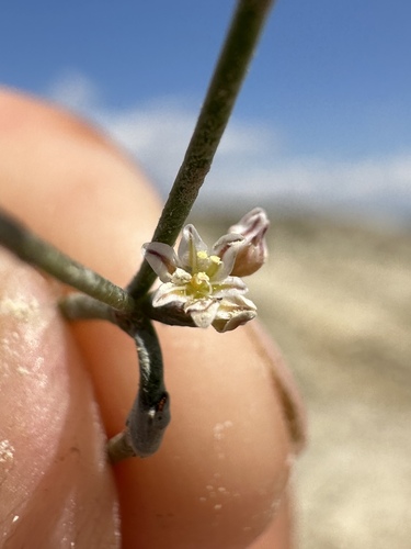Saltwort Buckwheat (Eriogonum salicornioides)