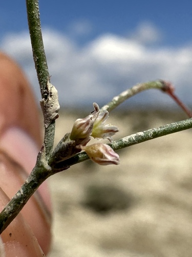 Image of Eriogonum salicornioides by (c) Matt Berger, some rights reserved (CC BY)