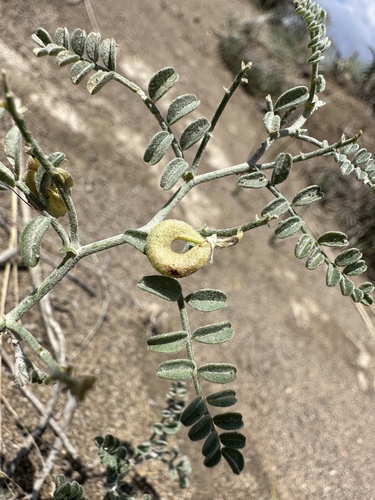Image of Astragalus alvordensis by (c) Matt Berger, some rights reserved (CC BY)
