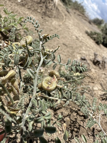 Image of Alvord Milkvetch (Astragalus alvordensis) by (c) Matt Berger, some rights reserved (CC BY)