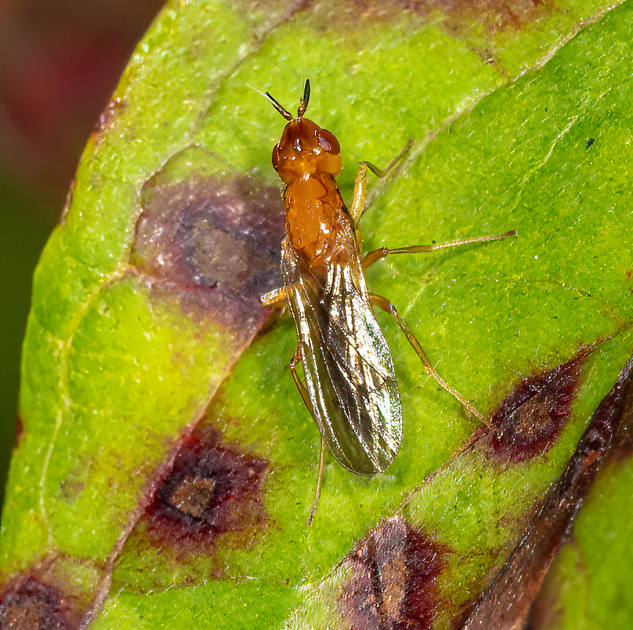 Psila angustata