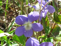 Viola palmata