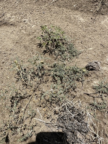 Image of Alvord Milkvetch (Astragalus alvordensis) by (c) Matt Berger, some rights reserved (CC BY)