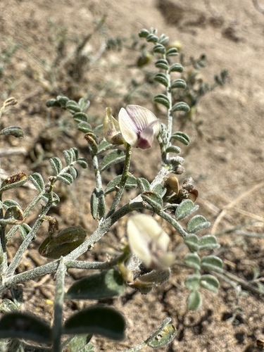 Image of Astragalus alvordensis by (c) Matt Berger, some rights reserved (CC BY)