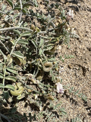 Image of Alvord Milkvetch (Astragalus alvordensis) by (c) Matt Berger, some rights reserved (CC BY)