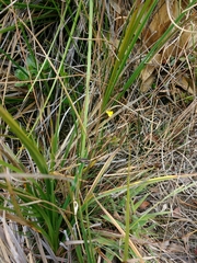 Xyris subulata