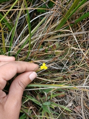 Xyris subulata