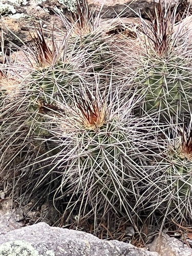 Echinocereus arizonicus