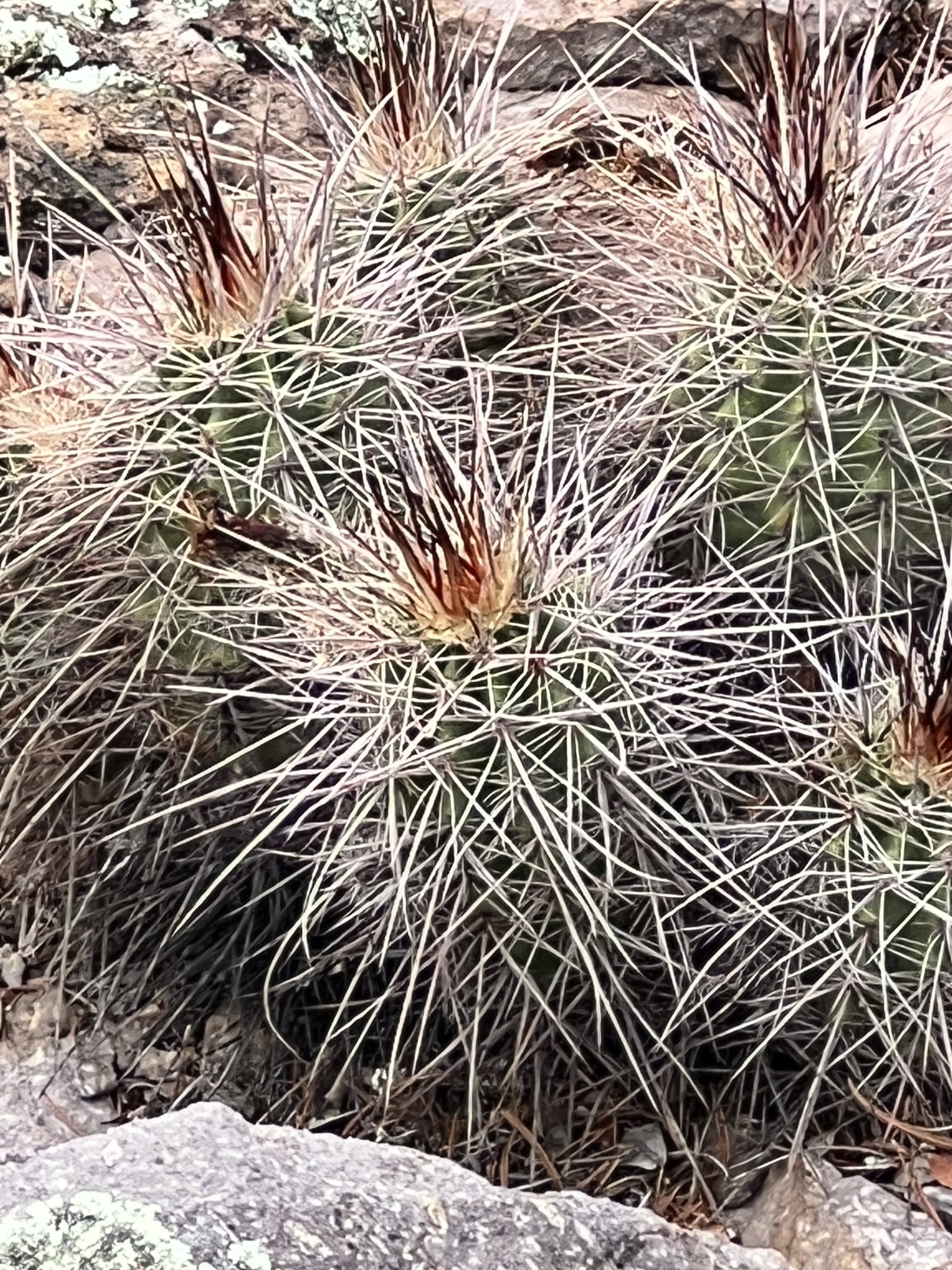 Echinocereus arizonicus