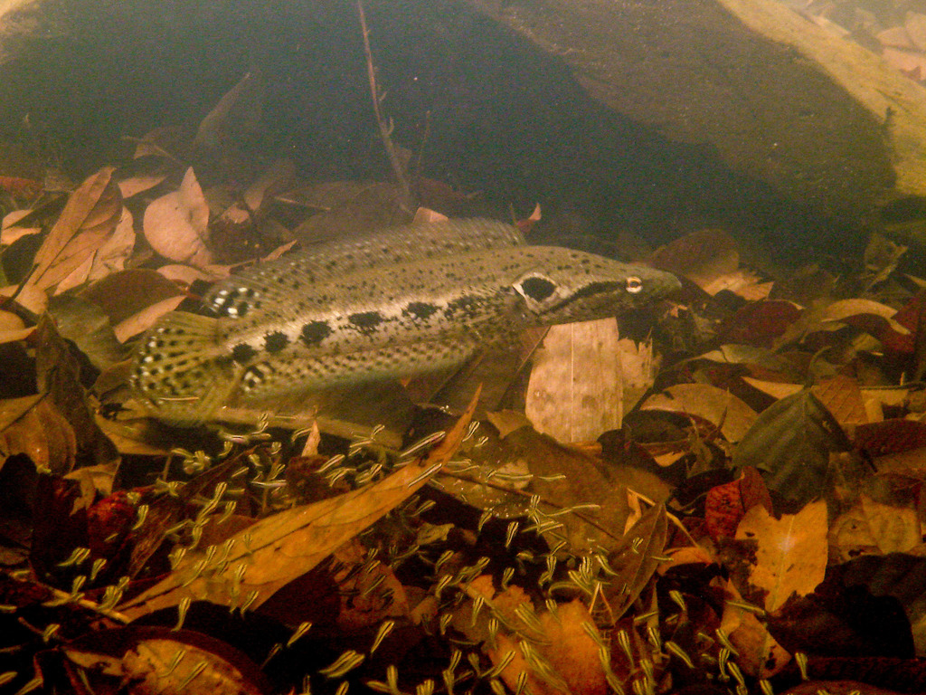 Forest Snakehead