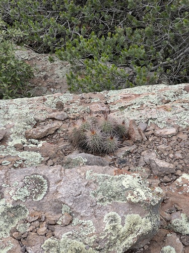 Echinocereus arizonicus