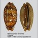 Caracol Porcelana del Pacífico - Photo (c) WoRMS Editorial Board, algunos derechos reservados (CC BY-NC-SA)
