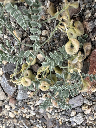 Image of Astragalus alvordensis by (c) Matt Berger, some rights reserved (CC BY)