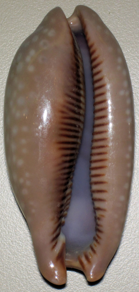 Little Deer Cowry