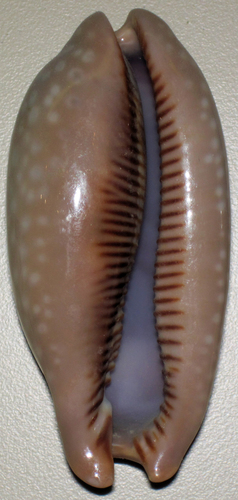 Little Deer Cowry