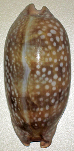 Little Deer Cowry
