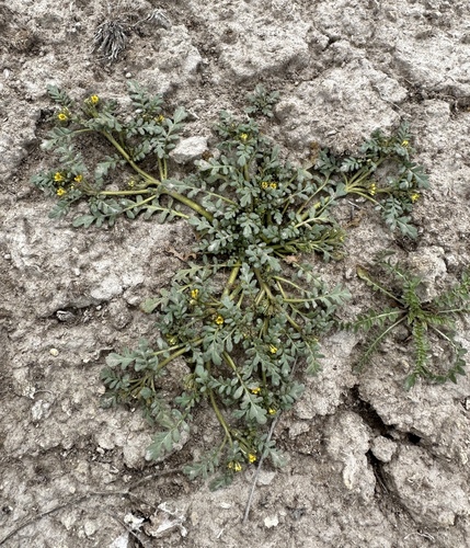 Playa yellow phacelia (Phacelia inundata)