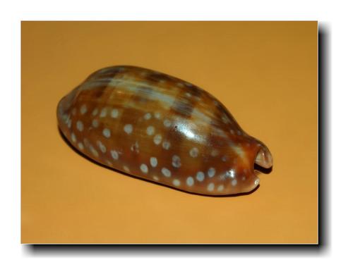 Little Deer Cowry