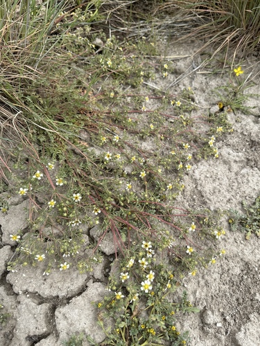 Image of Newberry's Cinquefoil (Potentilla newberryi) by (c) Matt Berger, some rights reserved (CC BY)