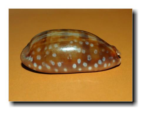 Little Deer Cowry