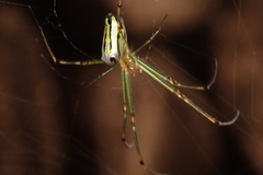Leucauge blanda